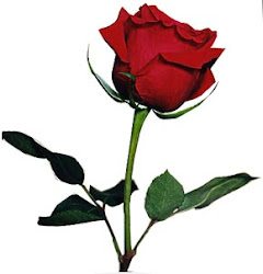 One red rose for you