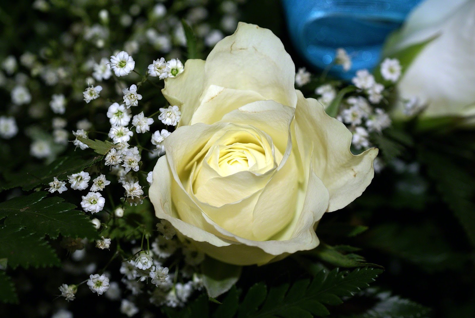 EL LENGUAJE DE LAS ROSAS QUE SIGNIFICA el lenguaje de las rosas que significa: