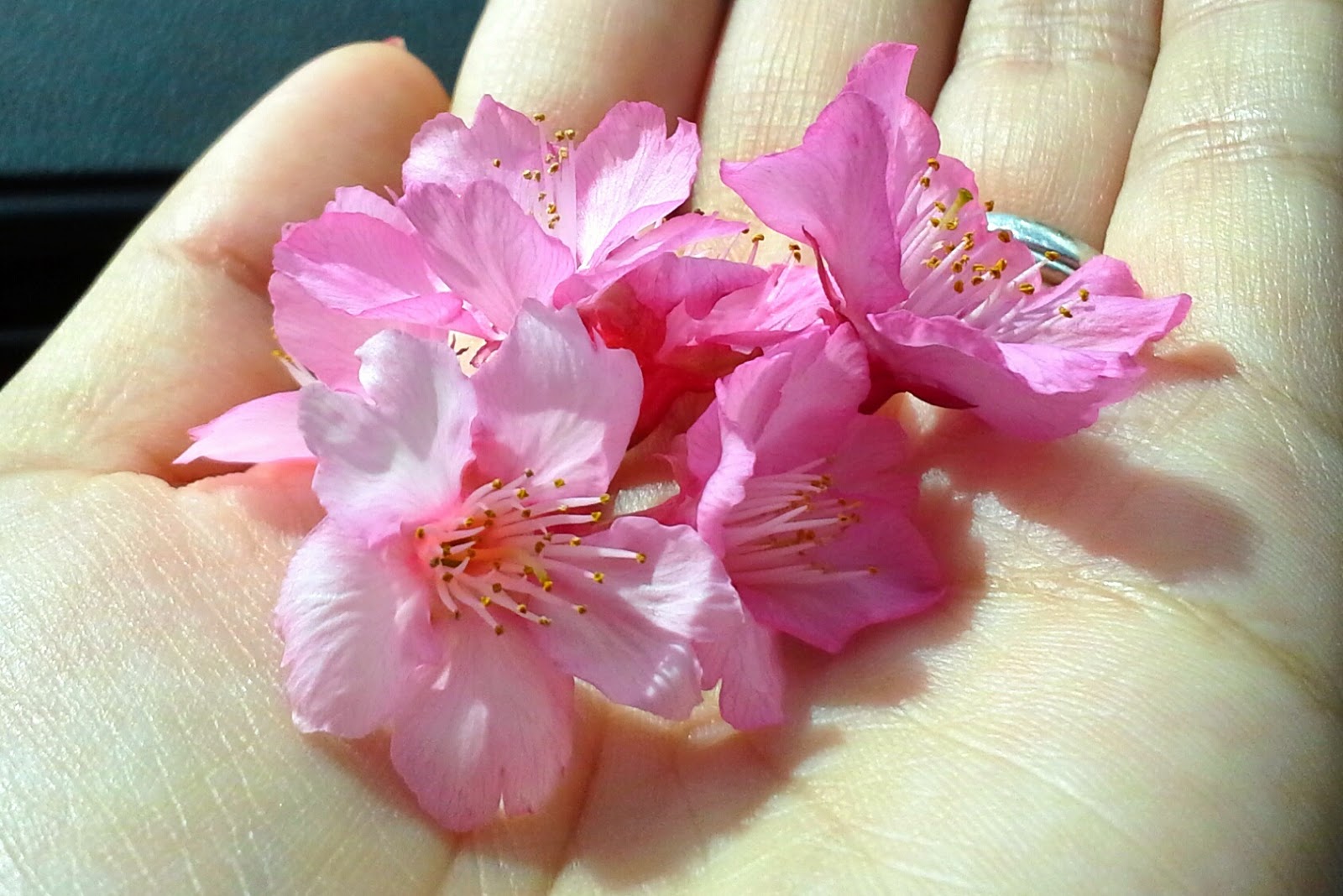 Nail Filer's Diary Cherry Blossom Season in Hawaii