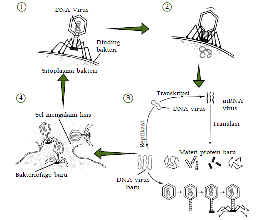 Cara reproduksi virus | Koleksi Dokumentasi