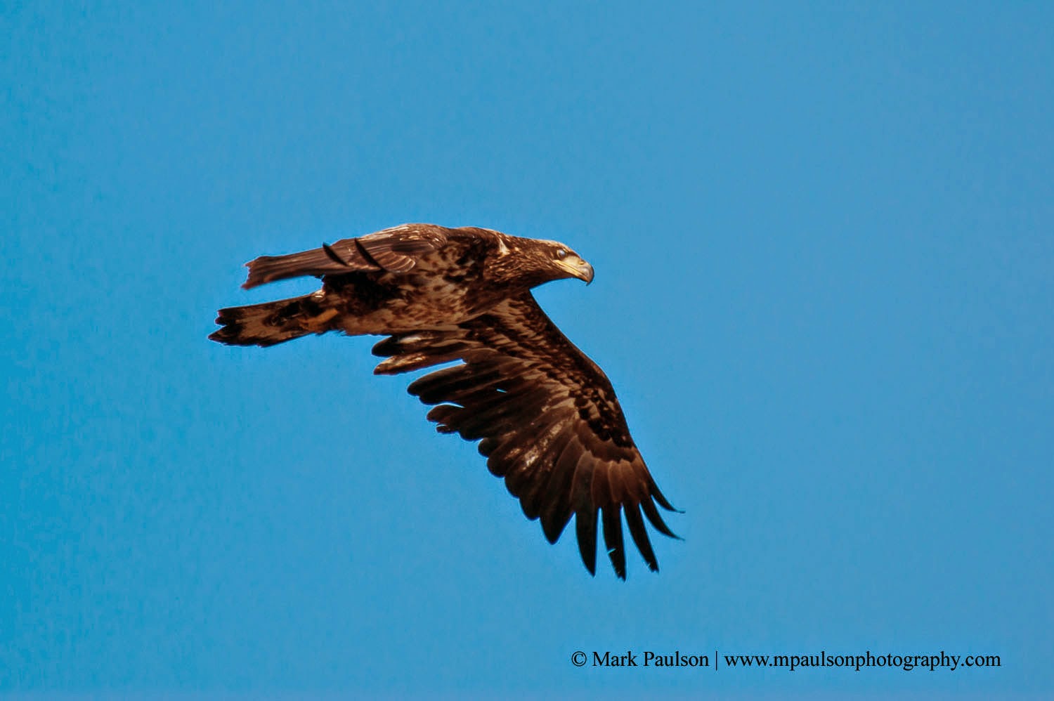 MAP Artistic Photography Photo of the Day Immature Bald Eagle Flight
