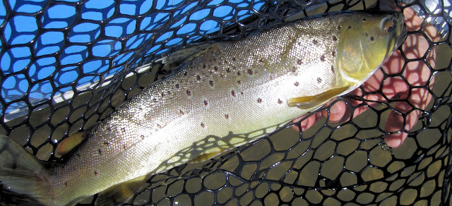 3+Nice+spotted+brown+trout+on+Colorado+River+with+Jay+Scott+Outdoors.jpg