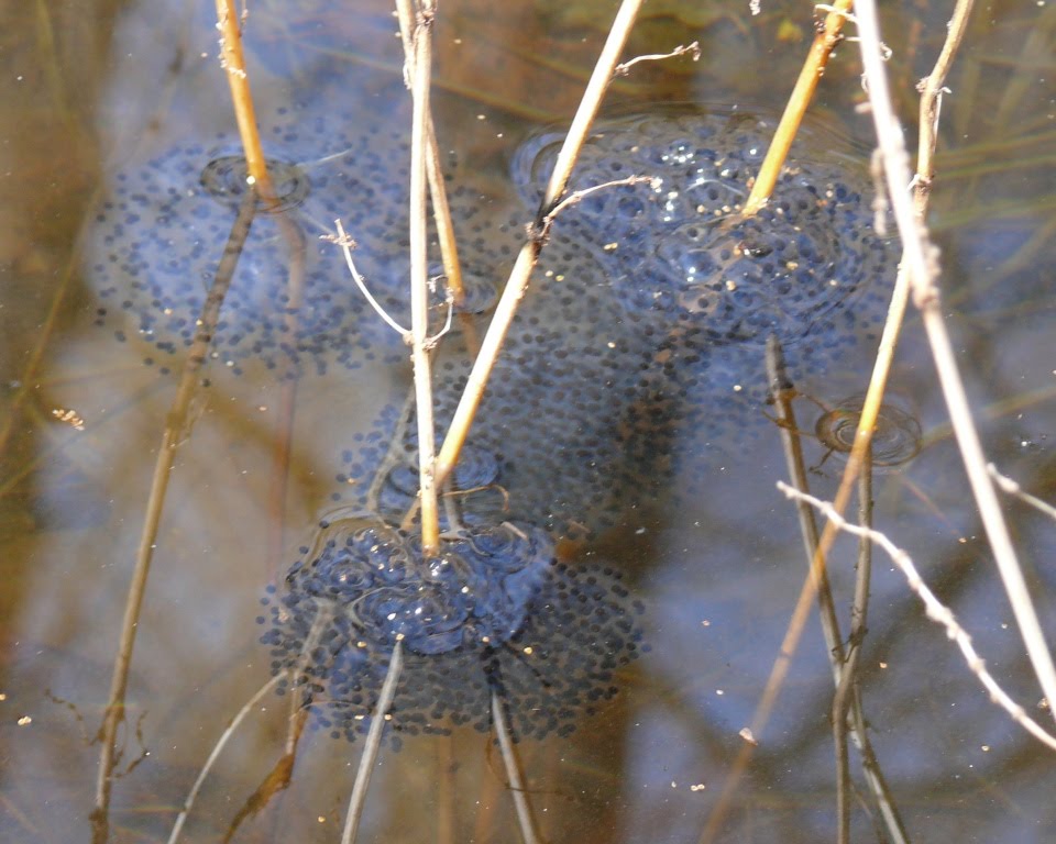 Ohio Birds and Biodiversity Wood Frog