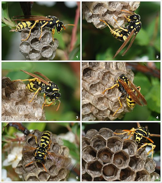 Adirondack Insects Paper Wasps The Adirondack Almanack
