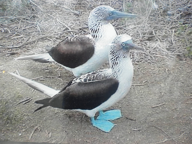 PIQUEROS DE PATAS AZULES