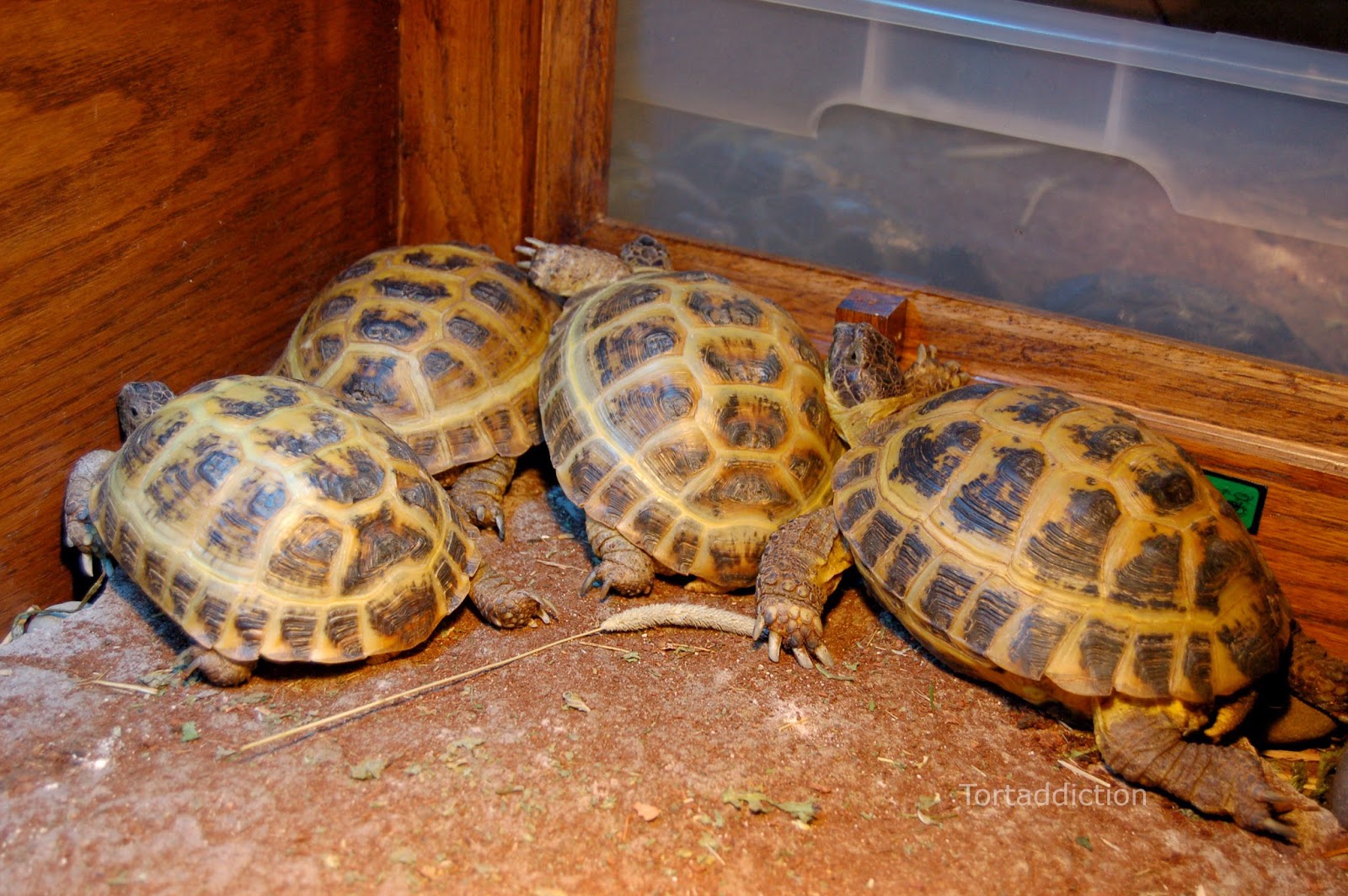 heat bulb for tortoise