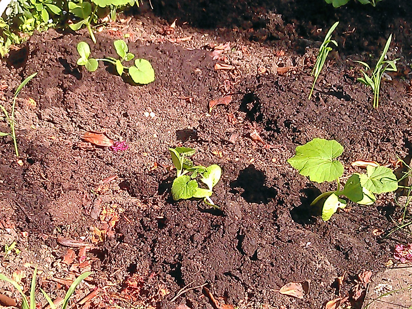 Secret Garden Club The Three Sisters and other companion planting ideas