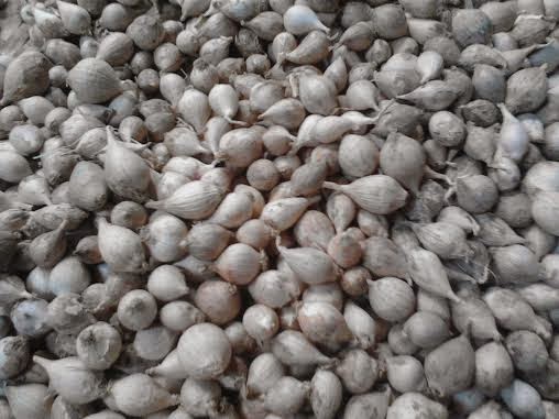 manfaat bawang putih tunggal direndam madu manfaat bawang putih tunggal direndam madu