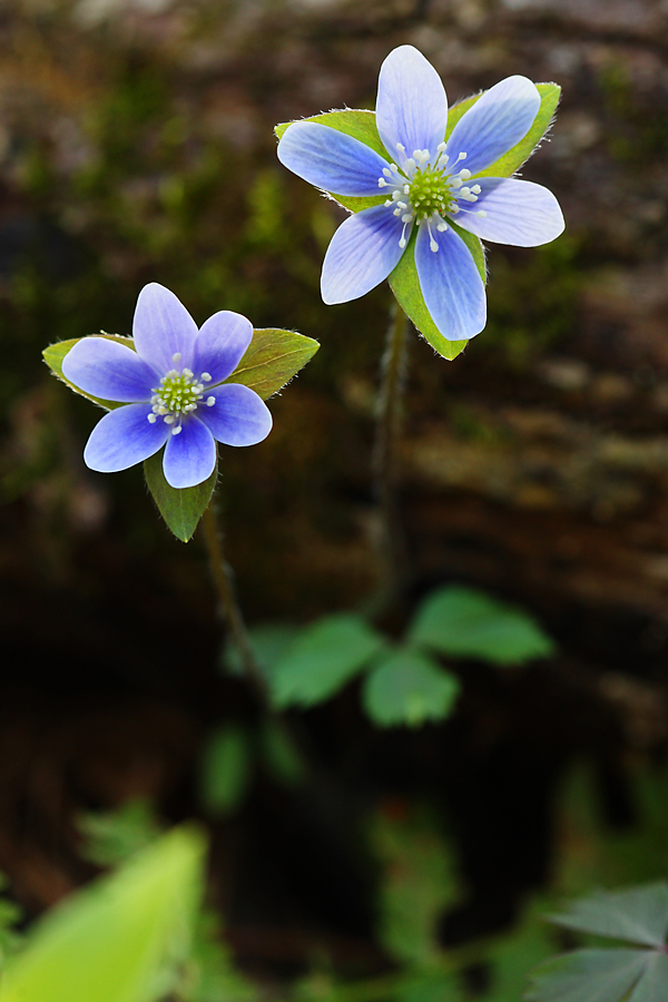 Natural Spaces Photography Spring Wildflowers in Wisconsin