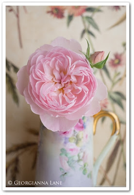 georgianna lane, garden roses, trädgårdsrosor, david austin rosor, david austin roses georgianna lane, garden roses, trädgårdsrosor, david austin rosor, david austin roses