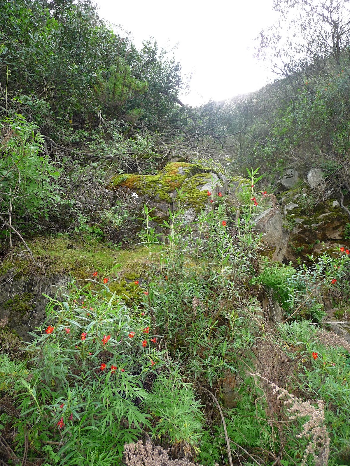 Here and There Elfin Forest