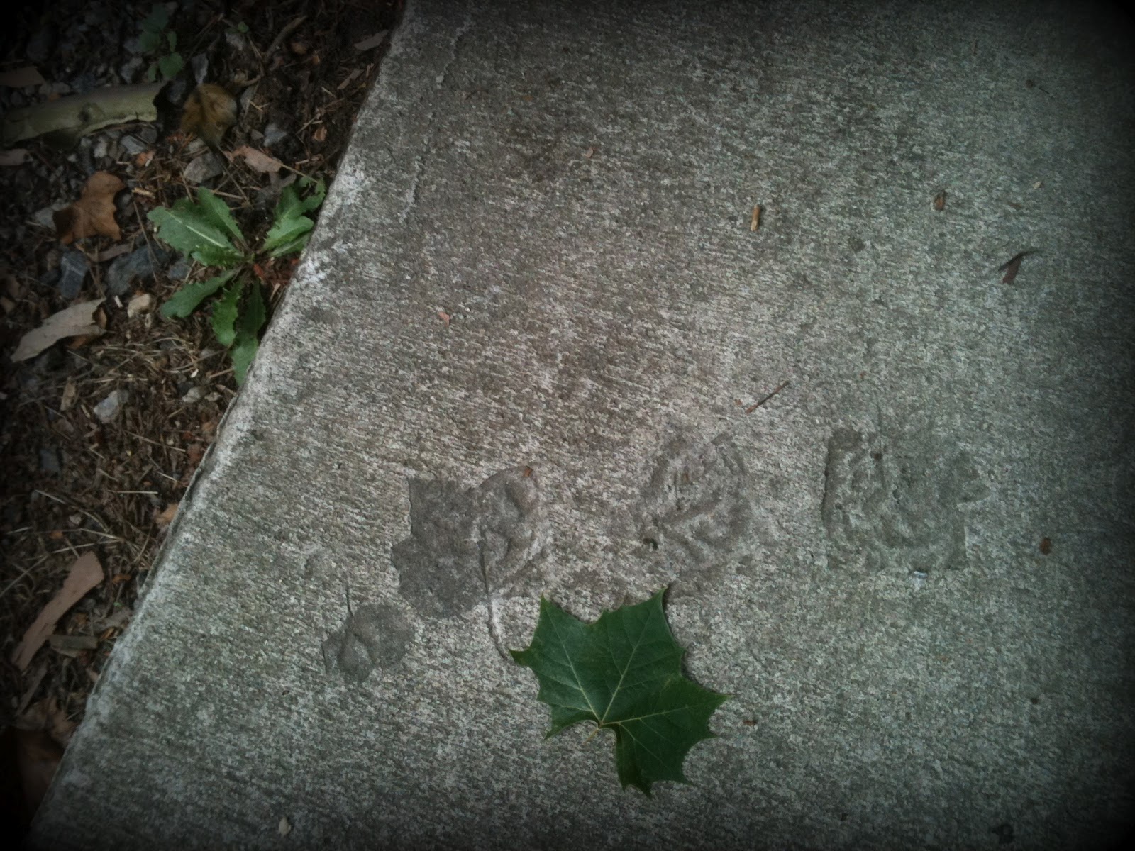 Good things happened Errant leaf, marking the spot and back porch visitor
