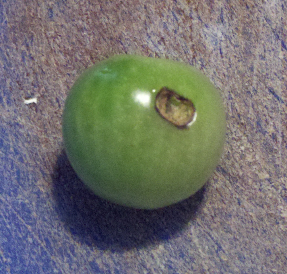 The Freehold Making dilled green tomatoes