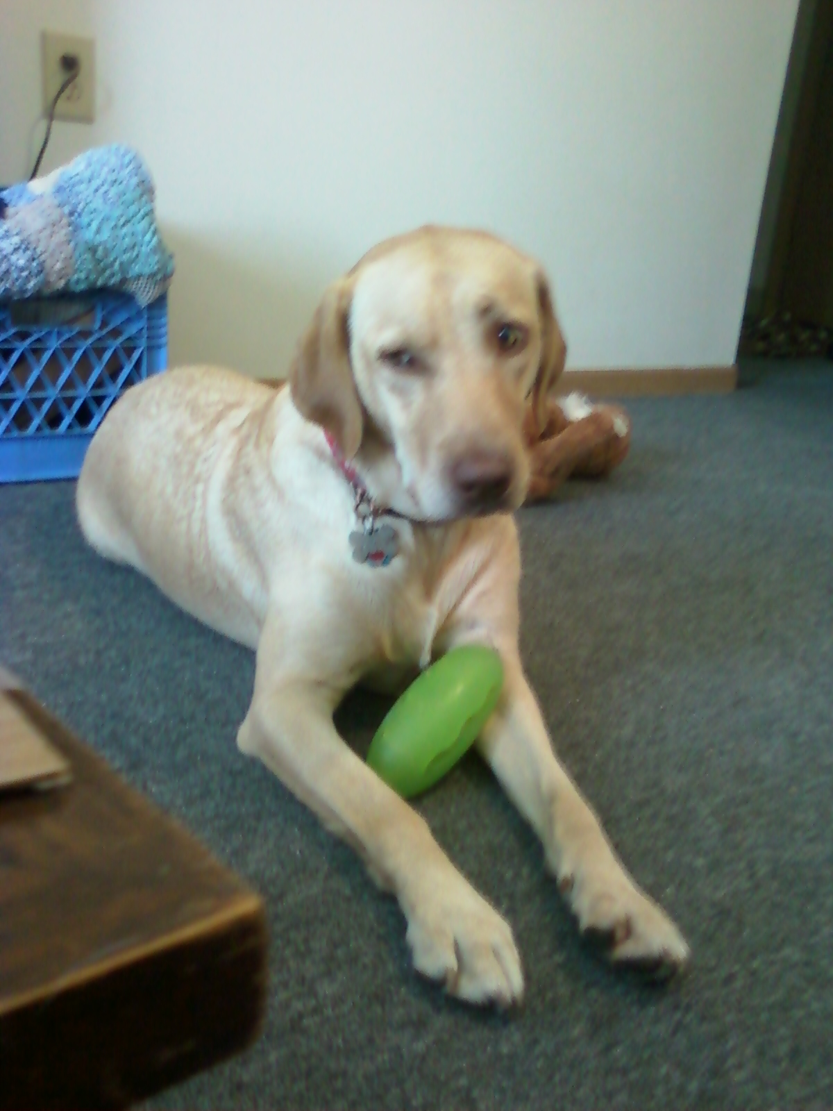 pickle pocket dog toy