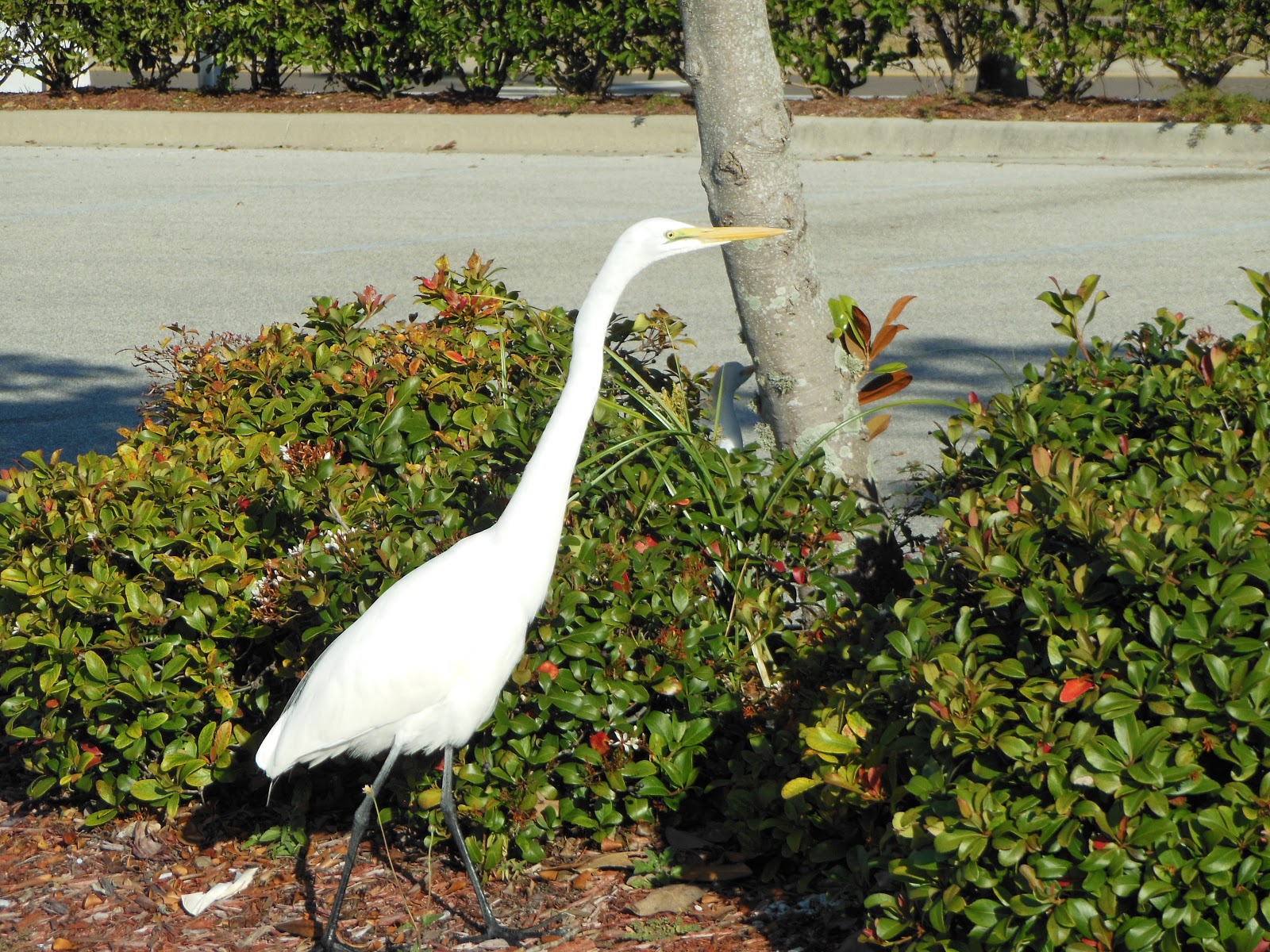 R and R travels Some Birds of SW Florida