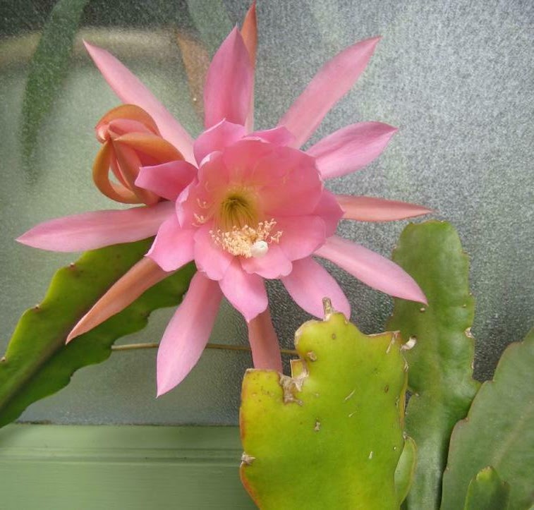 rosekraft Orchid Cactus in Bloom!