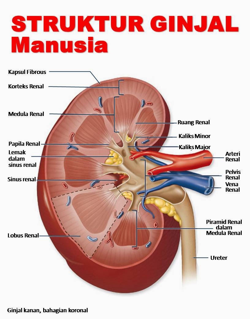 Tips Trick Fungsi Ginjal Bagi Tubuh Manusia