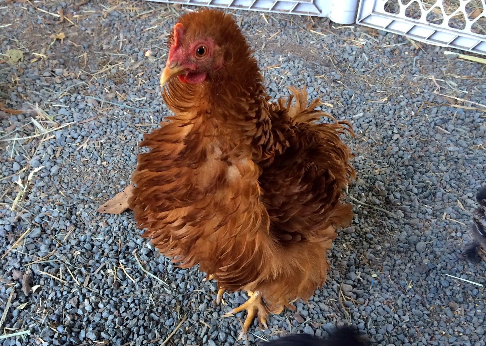 My Favorite Chicken Died DIY Horse Ownership