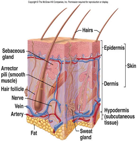 What are the organs of the integumentary system