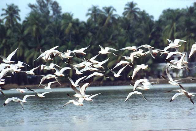 anupam samanta migration in birds a small description anupam samanta migration in birds a small description