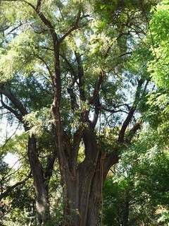 ARBOL AHUEHUETL O SABINO