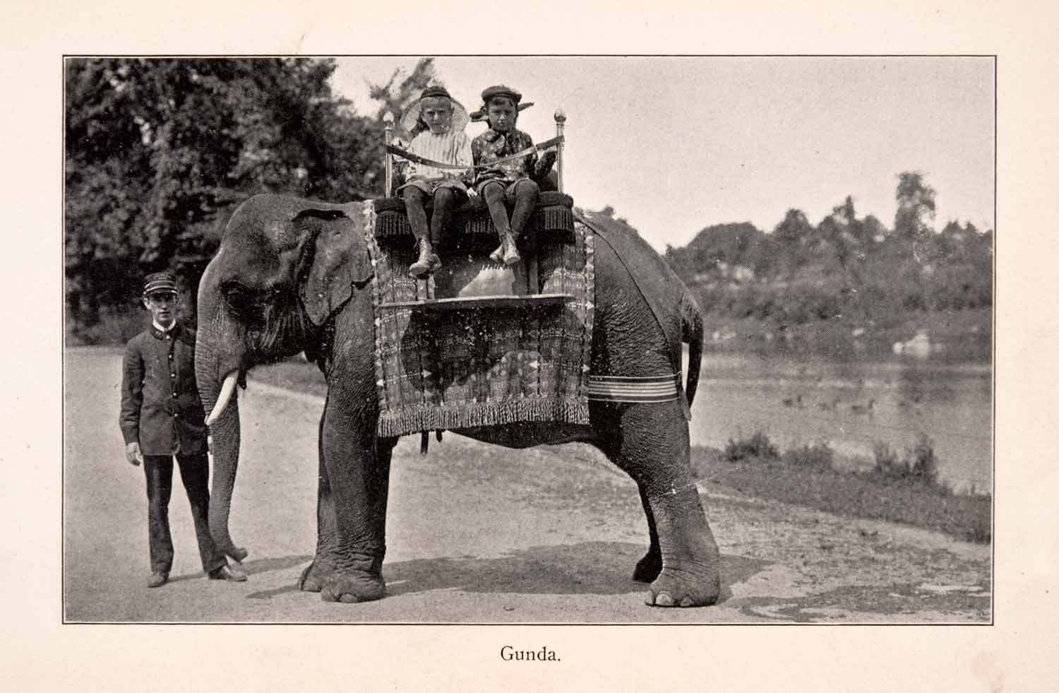 The Circus "NO SPIN ZONE" Elephant RidesBronx Zoo 1910