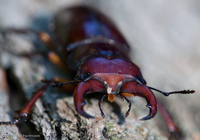 Cape Stag Beetle