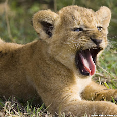 lion picture Seen On www.coolpicturegallery.us