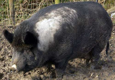 10 Hewan Hasil Persilangan ironagepig 10 Hewan Hasil Persilangan