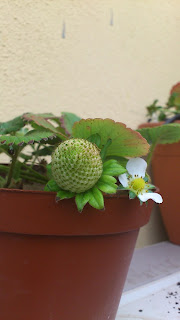 Maceta de fresas Maceta de fresas