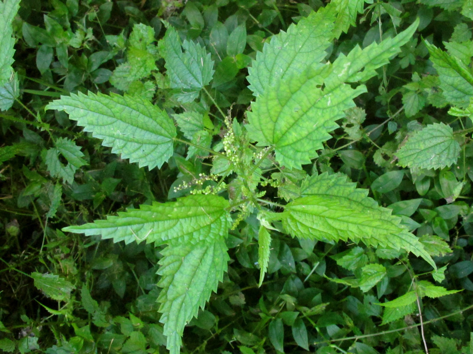 the wren and rabbit fresh mint and stinging nettle tea