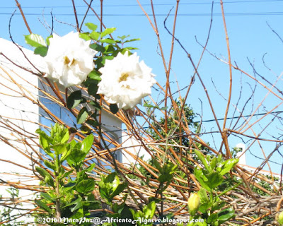 pink-centred white rose