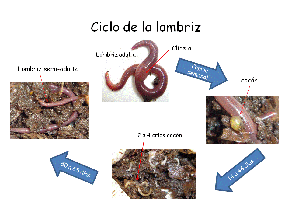 Como curar las lombrices a los niños pirantel
