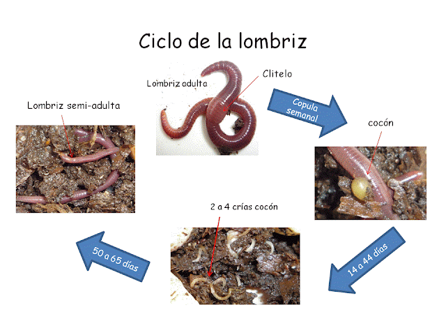 El parásito leer la doctrina sobre la vida mangu