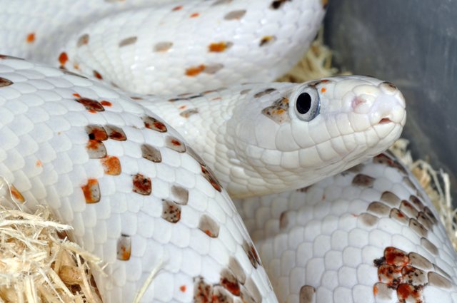 Piebald Corn Snake