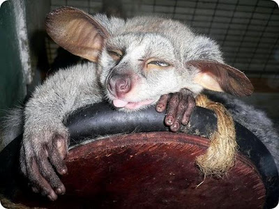 Galago Besat http://asalasah.blogspot.com/2012/08/hewan-hewan-aneh-dan-langka-di-dunia.html