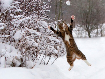 The Operacats: Cats in the snow!
