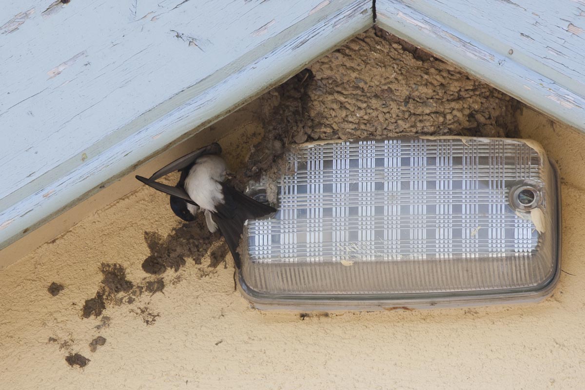 Peregrine's Bird Blog House Martins and a Gift of a Dead Swallow
