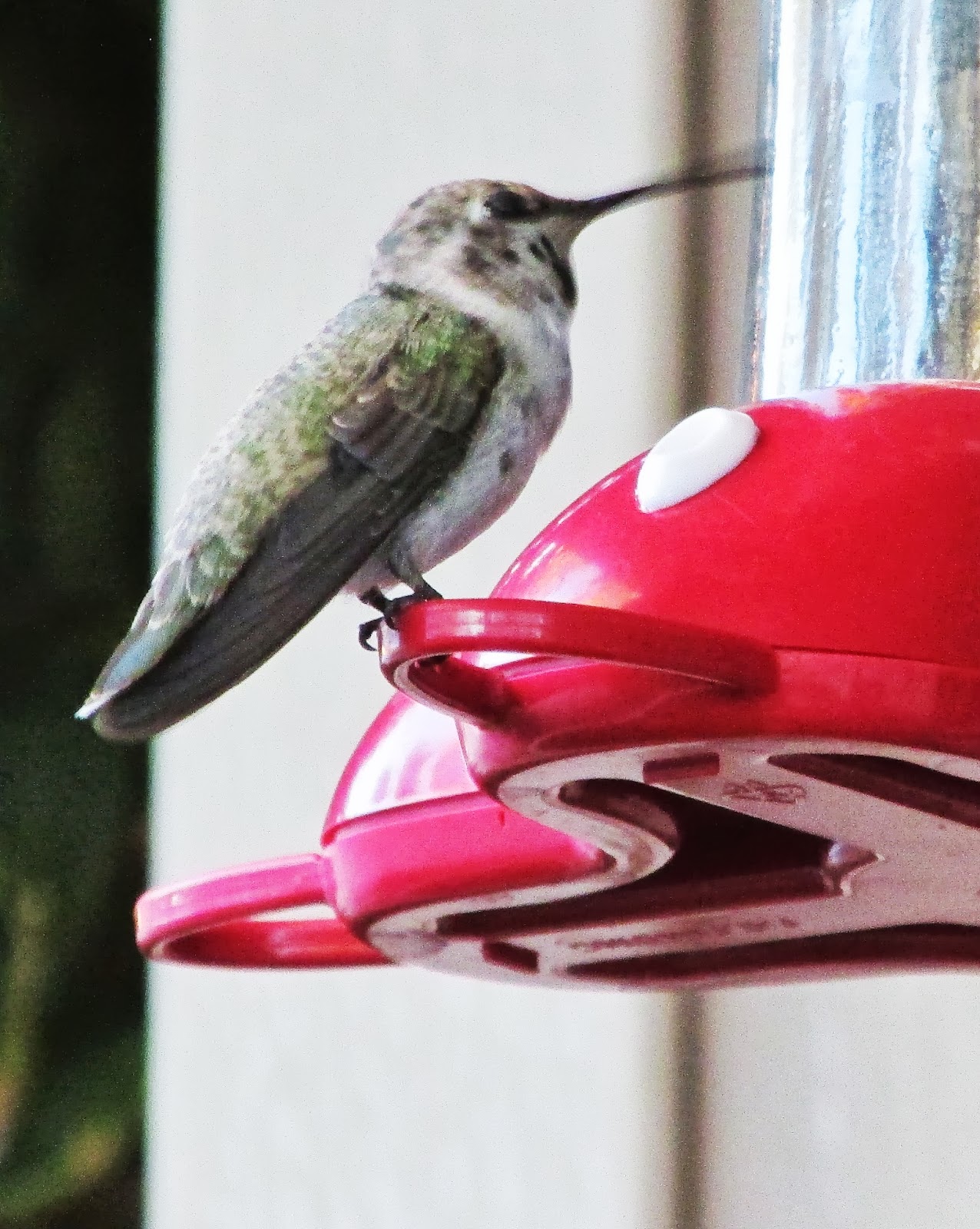 Hummingbirds In Las Vegas Hummingbird surprise at my feeder in Las