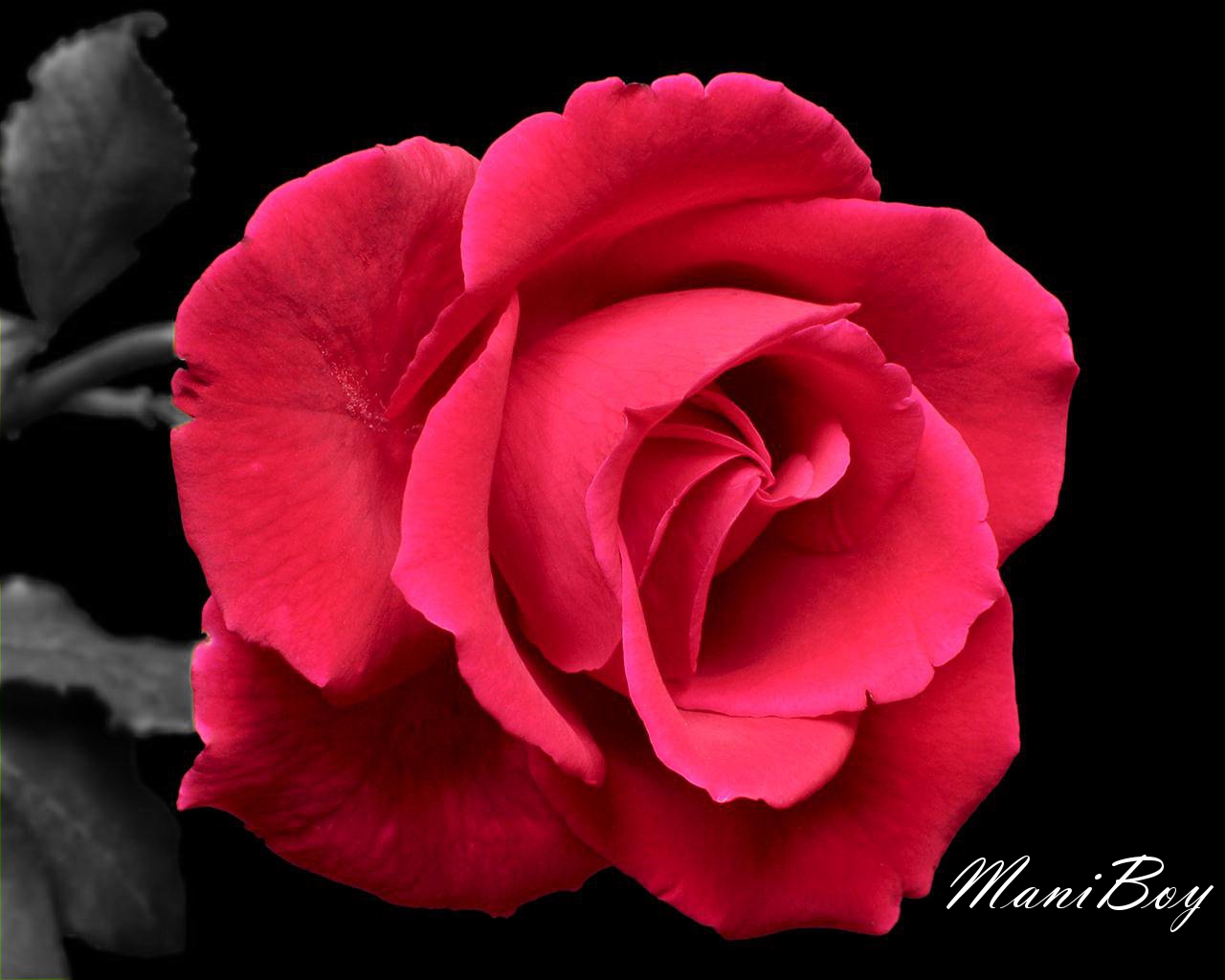 Black And White Pink Rose Black And White Pink Rose