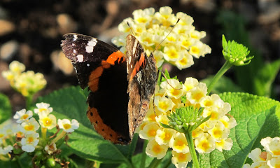 Red Admiral, Vanessa atalanta