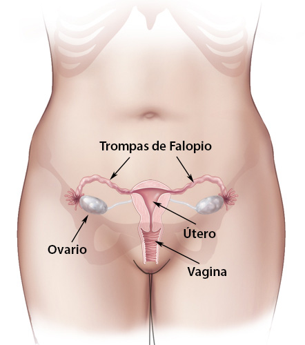 los ovarios