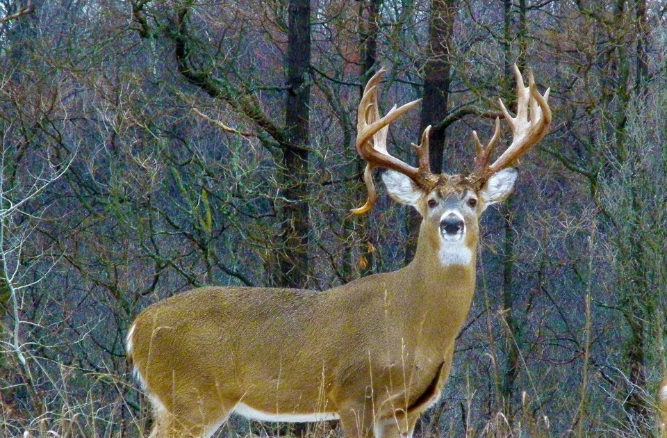 Accessible Hunter Pa Buck Season 2011