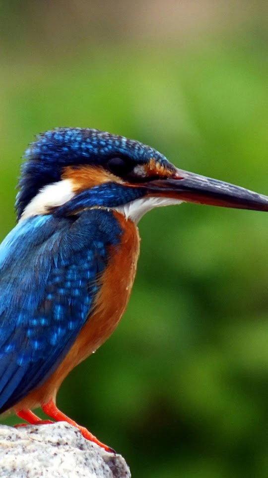   Kingfisher   Android Best Wallpaper