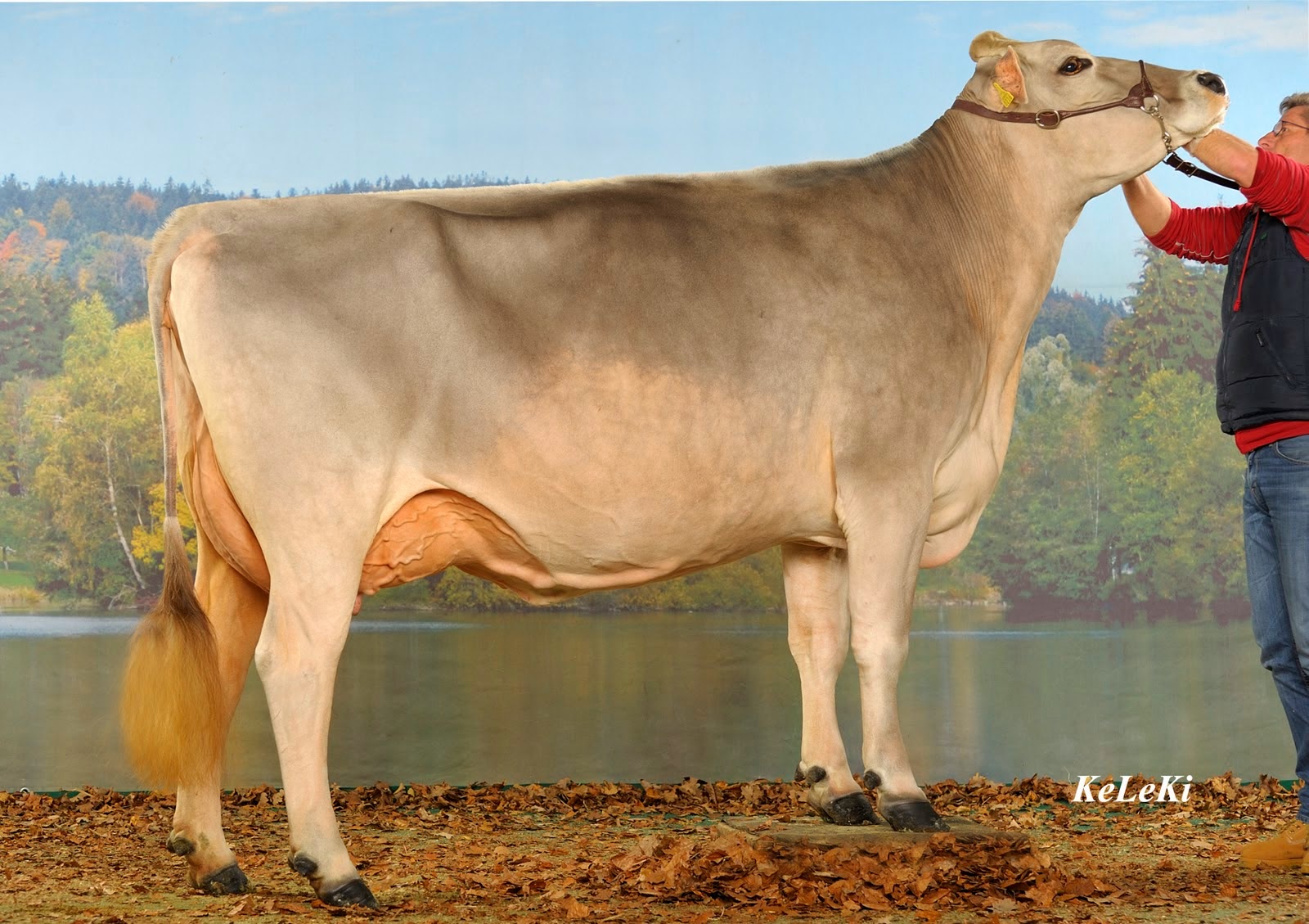 Agricultura y Ganaderia Raza de Ganado Brown Swiss