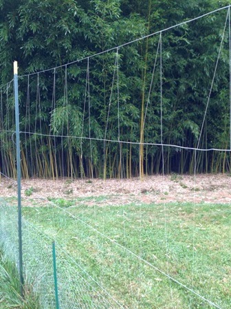Grow It Eat It: Fishing line deer fence update