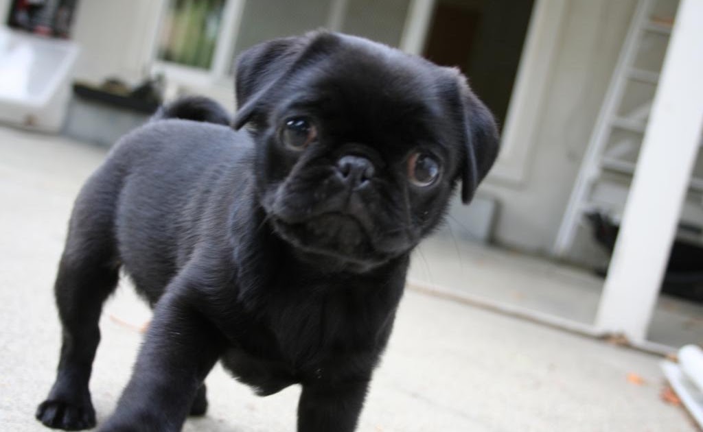 help my pug stinks bellatrix i m a pug black pug posse help my pug stinks bellatrix i m a pug black pug posse
