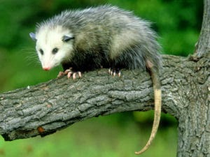 Virginia Opossum | Interesting Facts & Pictures | Animals Lover