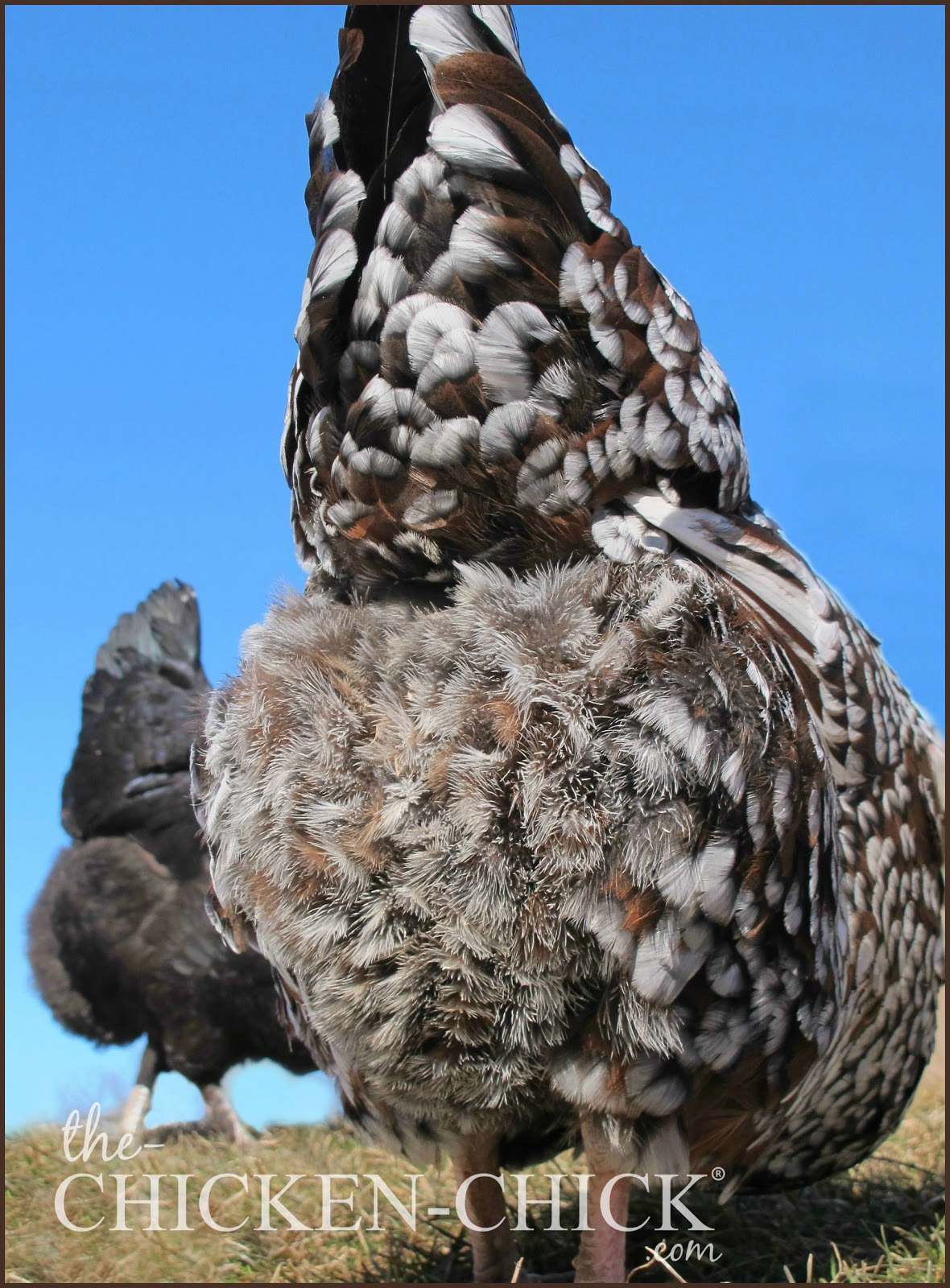 chickens don 39 t have teeth and more fun digestion facts protein digestion