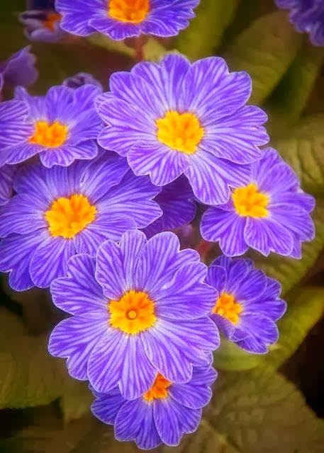 primrose